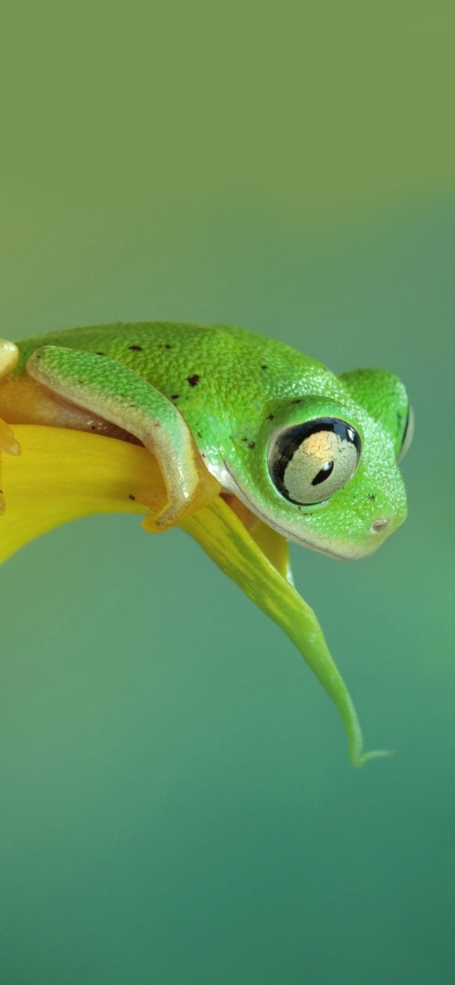 [2436×1125]树蛙 绿色 花瓣 青蛙 苹果手机壁纸图片