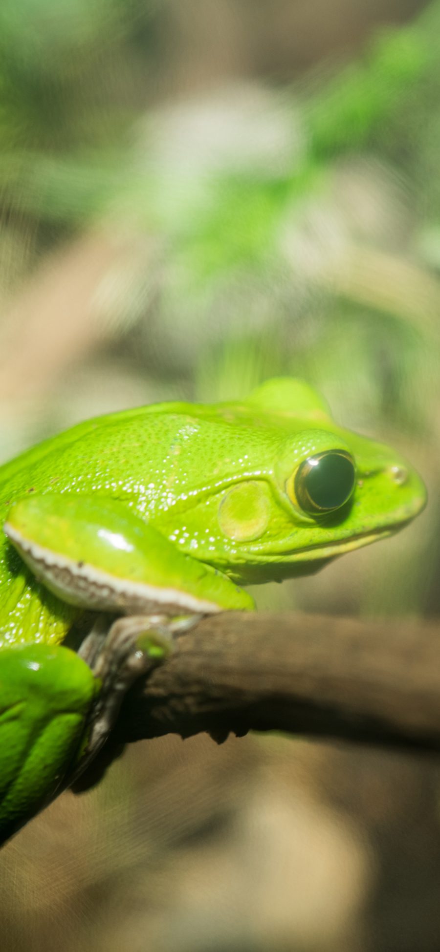 [2436×1125]树蛙 青蛙 两栖 枝干 绿色 苹果手机壁纸图片