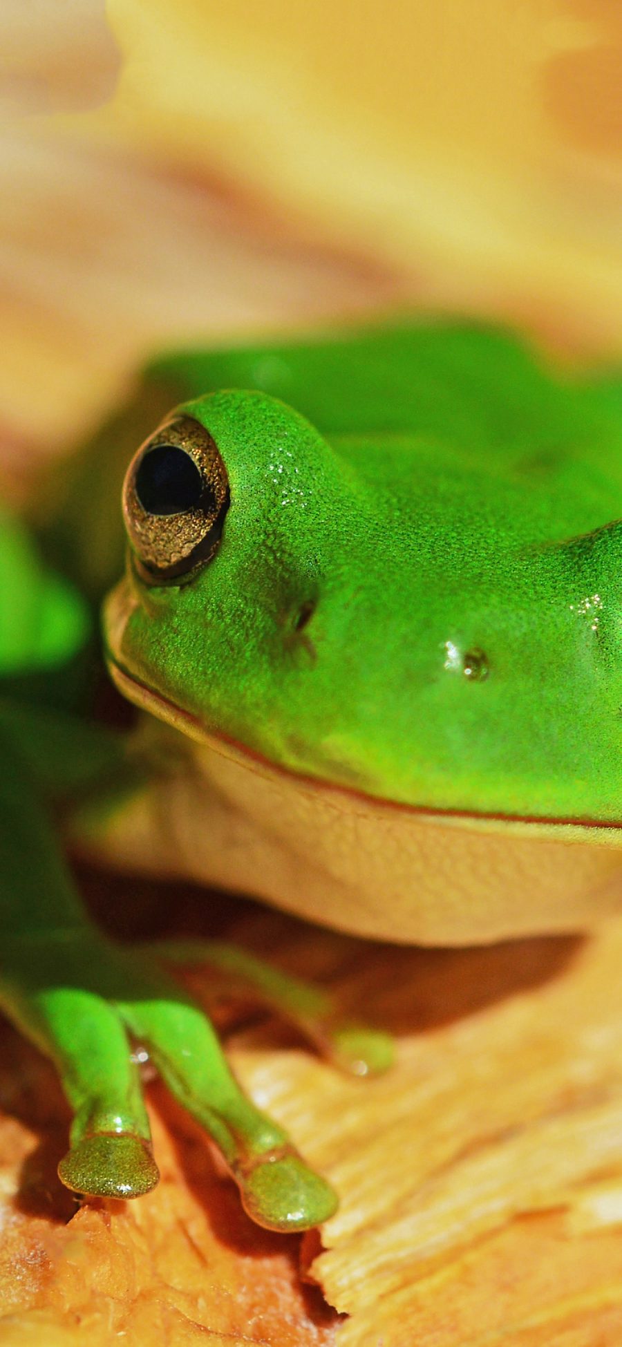 [2436×1125]树蛙 青蛙 两栖 绿色 苹果手机壁纸图片
