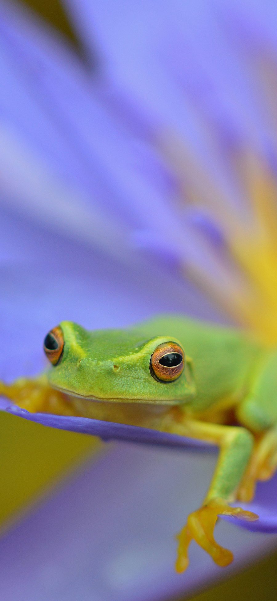 [2436×1125]树蛙 青蛙 两栖动物 睡莲 莲花 苹果手机壁纸图片