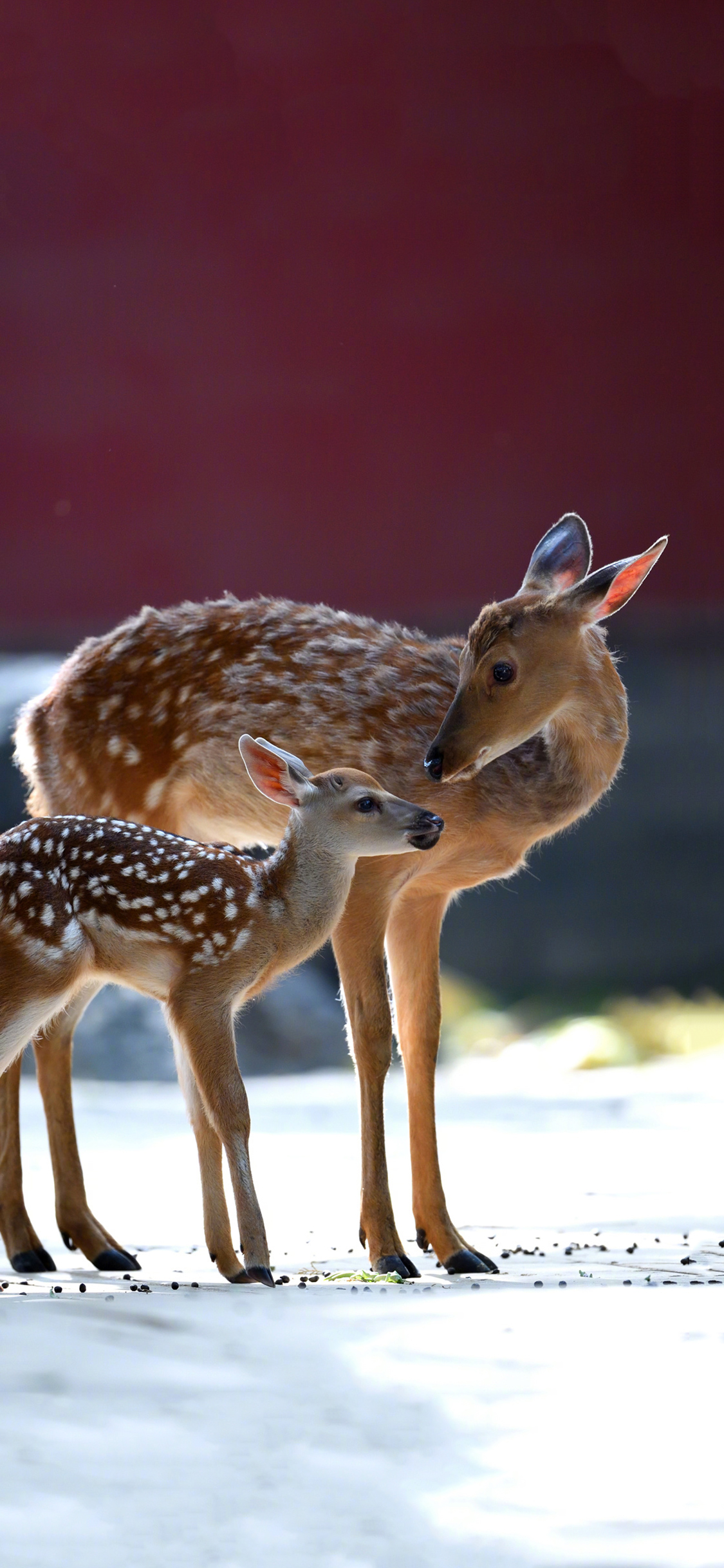 [2436×1125]梅花鹿 故宫 红墙 苹果手机壁纸图片