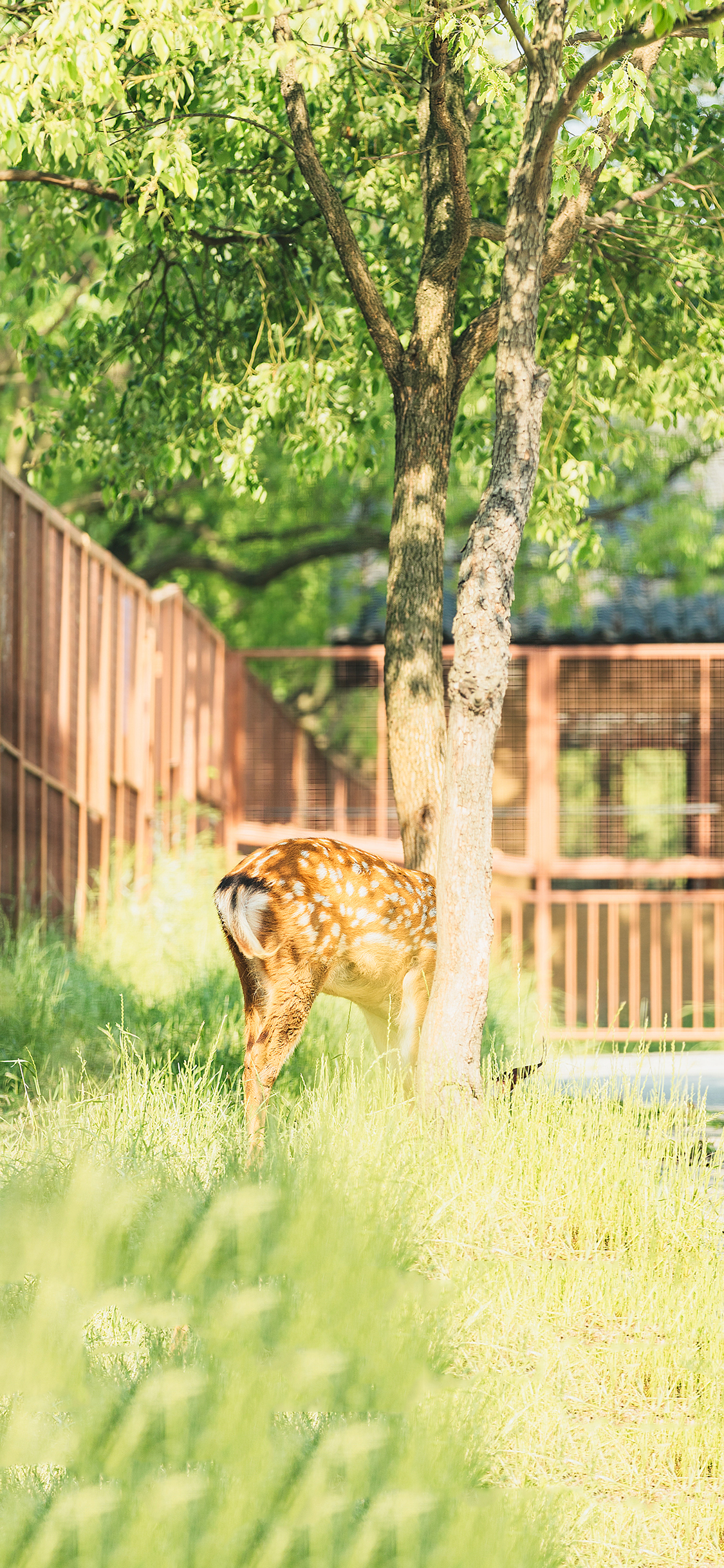 [2436×1125]梅花鹿 草坪 养殖 牲畜 树木 苹果手机壁纸图片