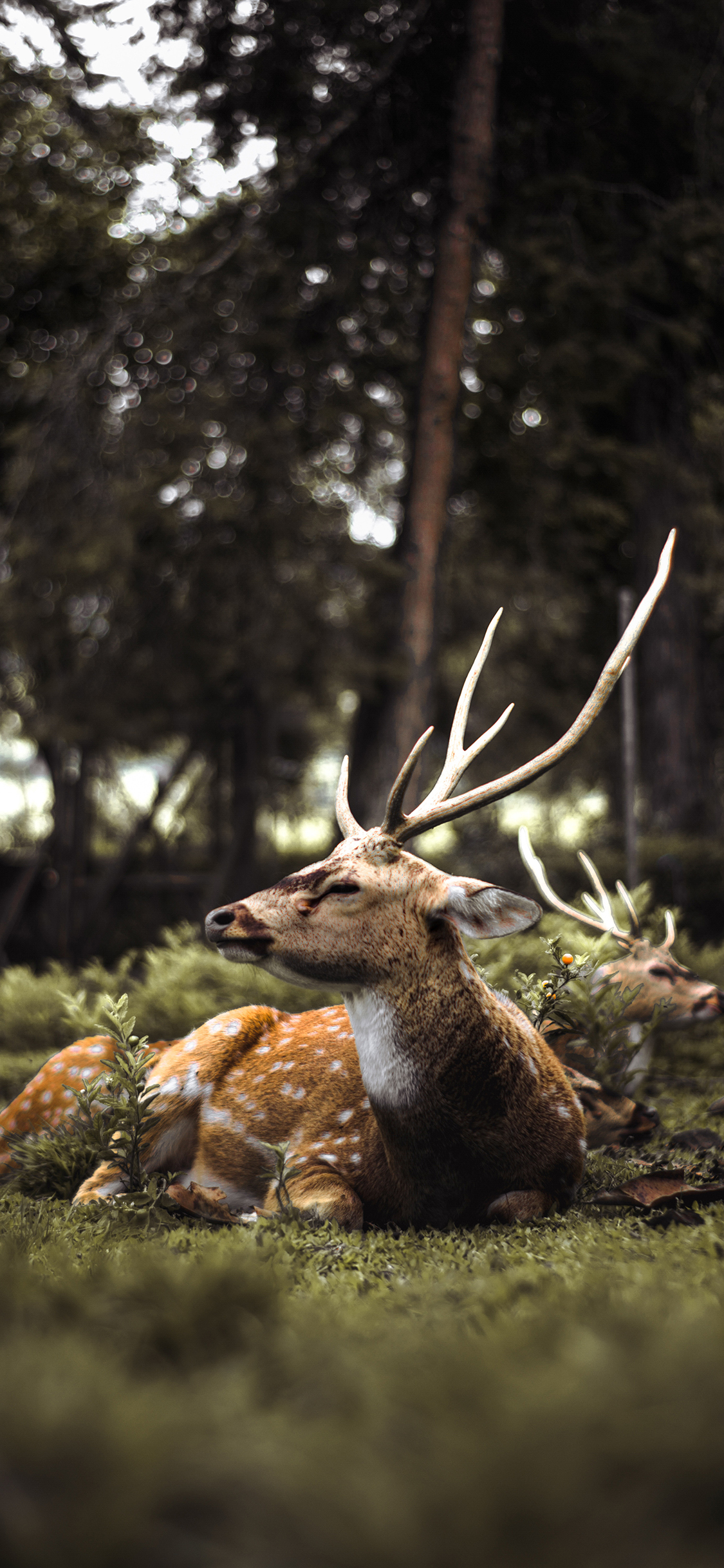 [2436×1125]梅花鹿 鹿角 草地 鹿群 苹果手机壁纸图片