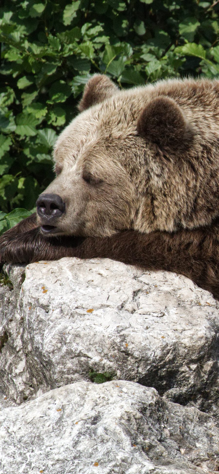[2436×1125]棕熊 野生 趴 休息 石头 苹果手机壁纸图片