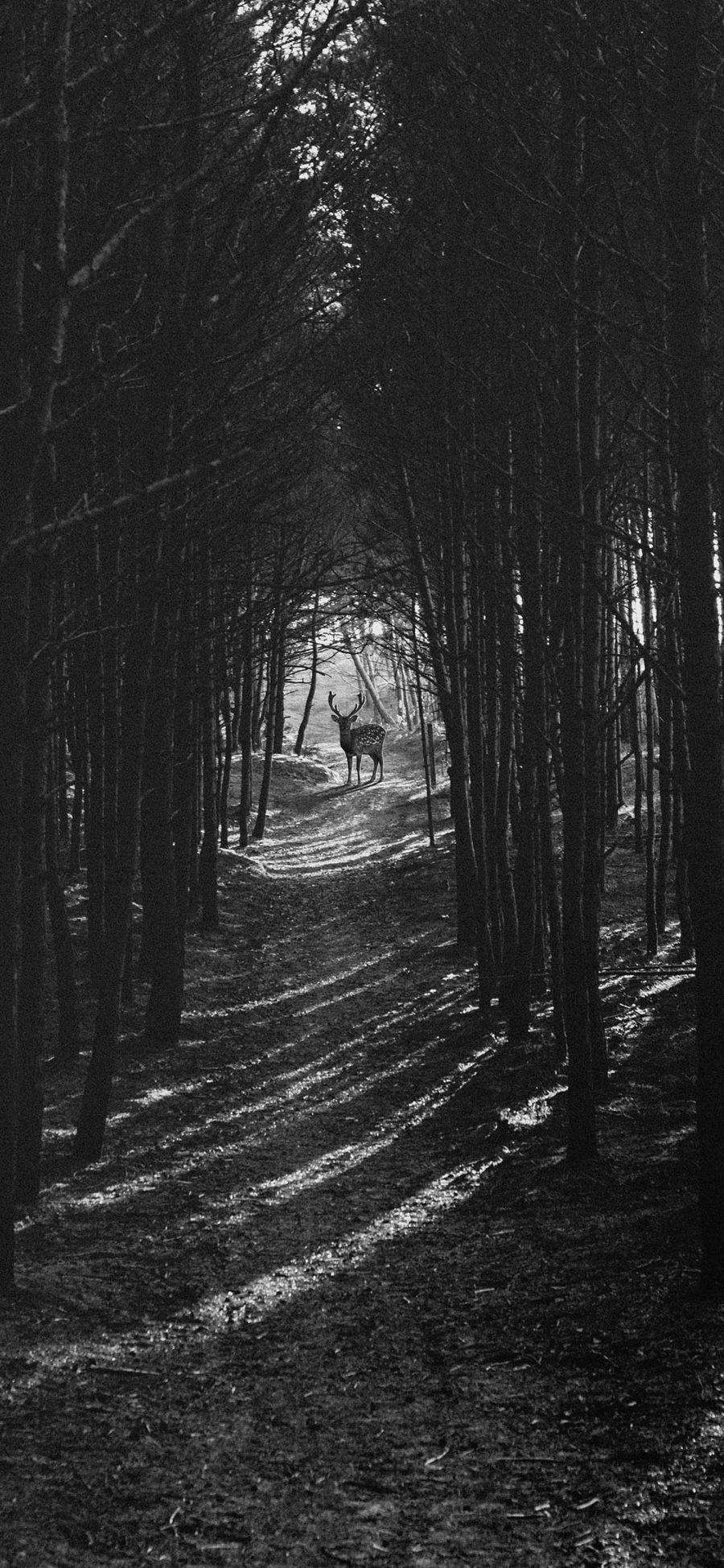 [2436×1125]森林 梅花鹿 保护动物 黑白 苹果手机壁纸图片