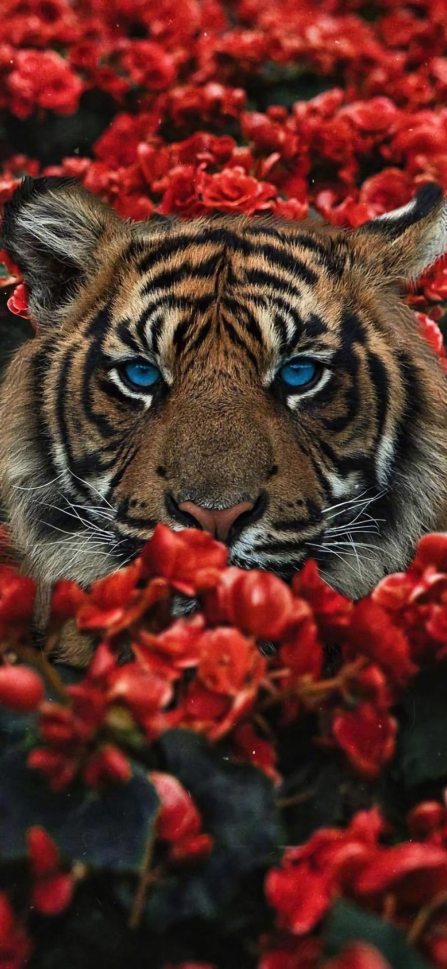 [2436×1125]森林之王 老虎 蓝眼睛 鲜花 苹果手机壁纸图片