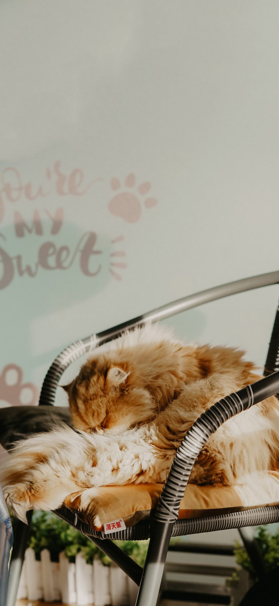 [2436×1125]椅子 猫咪 喵星人 橘猫 睡觉 苹果手机壁纸图片
