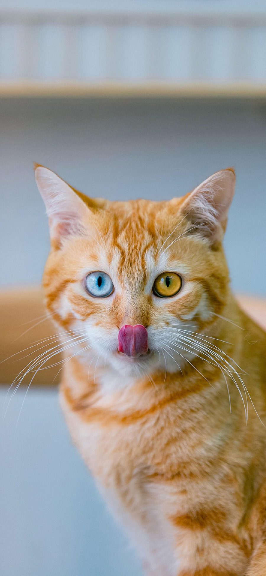 [2436×1125]橘猫 宠物 异瞳 猫咪 宠物 苹果手机壁纸图片