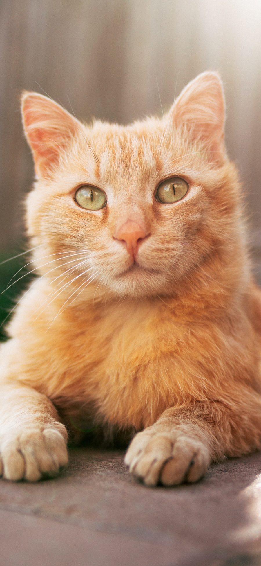 [2436×1125]橘猫 宠物 肥猫 猫咪 宠物 苹果手机壁纸图片
