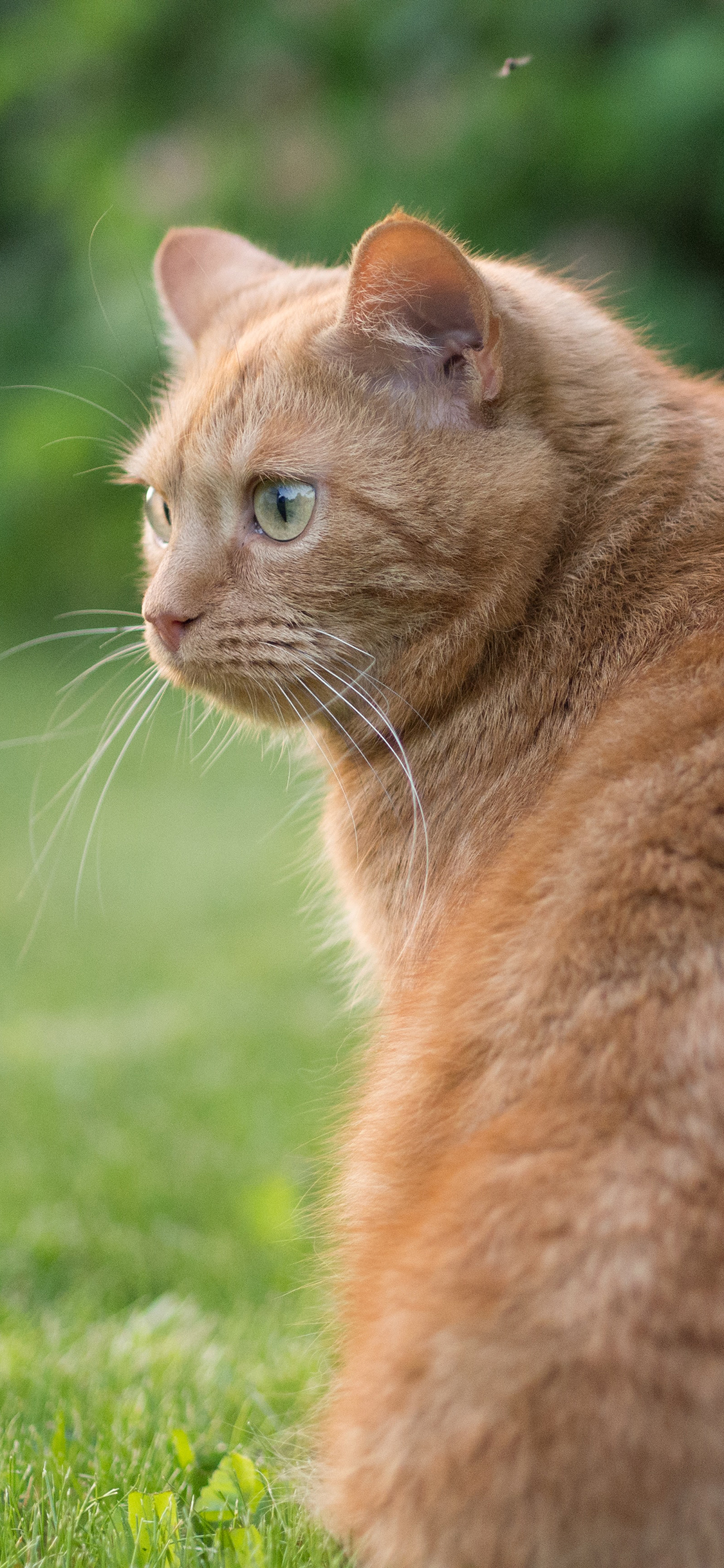 [2436×1125]橘猫 猫咪 宠物 草地 苹果手机壁纸图片