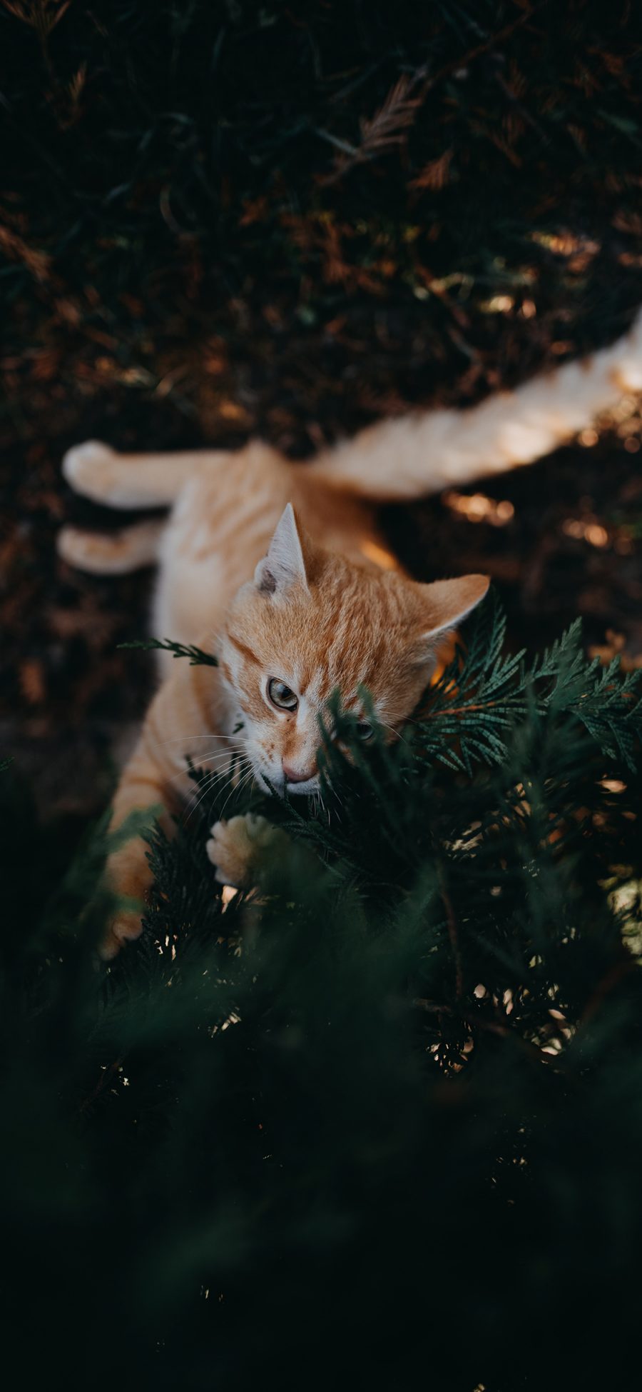 [2436×1125]橘猫 猫咪 树叶 肥猫 苹果手机壁纸图片