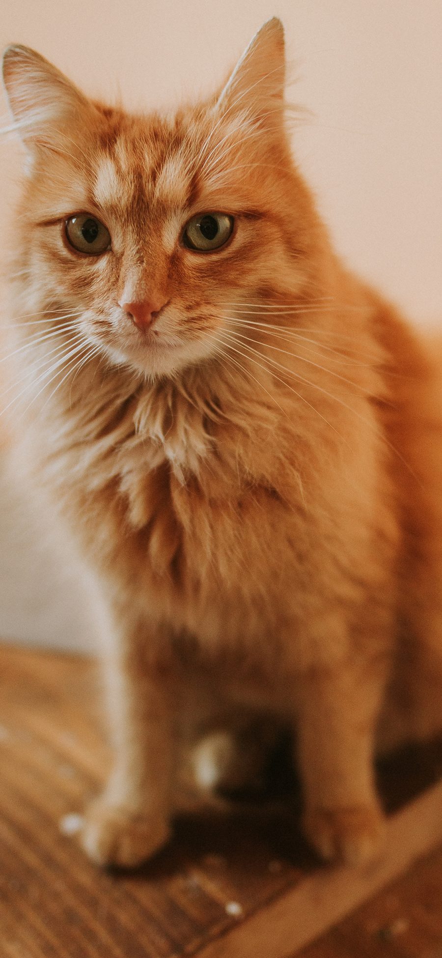 [2436×1125]橘猫 皮毛 宠物 猫咪 苹果手机壁纸图片