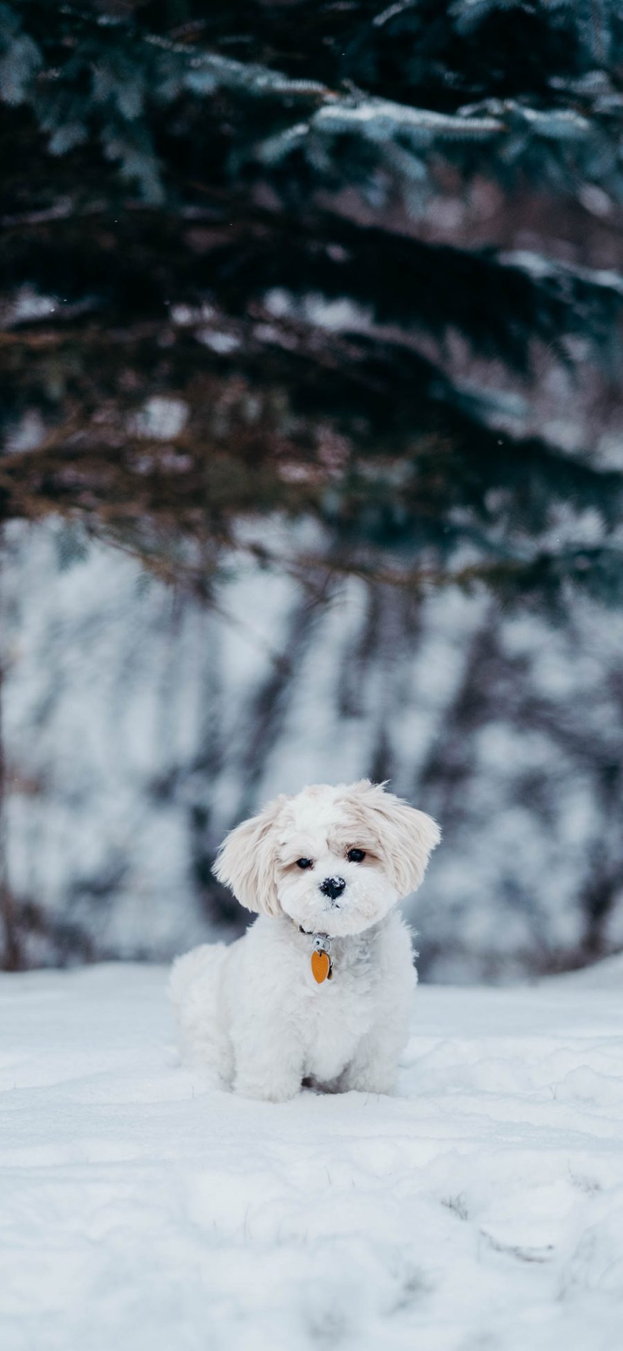 [2436×1125]比熊犬 宠物 小狗 雪地 苹果手机壁纸图片