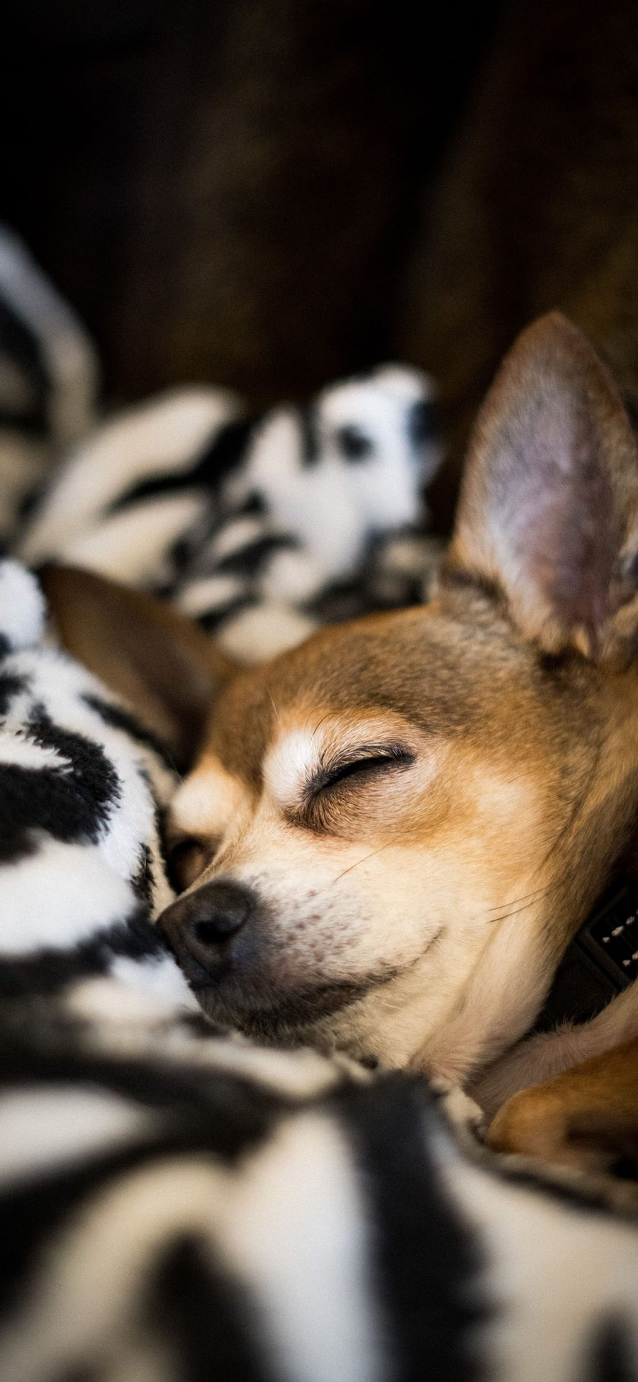 [2436×1125]毛毯 宠物 休憩 睡眠 狗 苹果手机壁纸图片