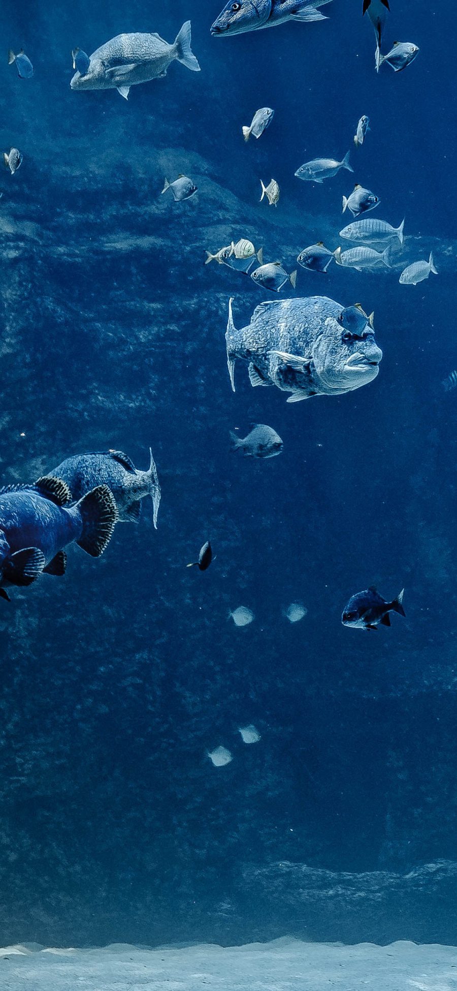 [2436×1125]水族馆 海底世界 海鱼 鱼群 苹果手机壁纸图片