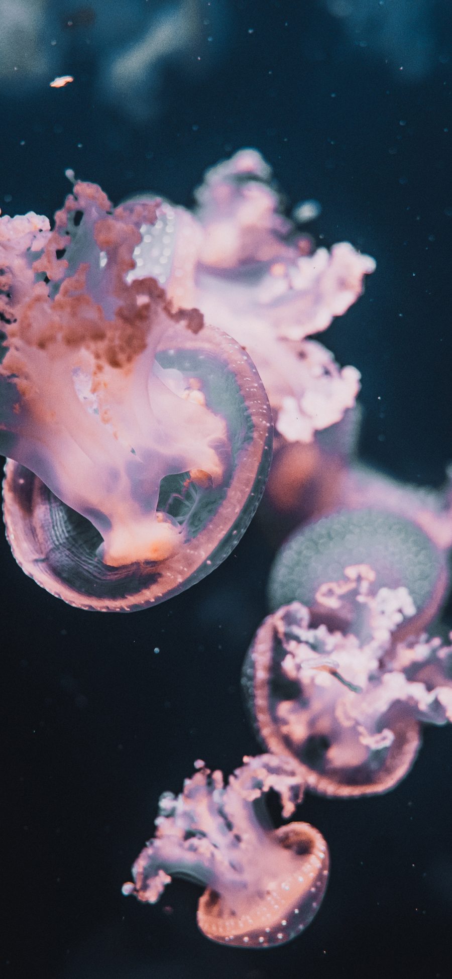 [2436×1125]水母  浮游 密集 透明 苹果手机壁纸图片