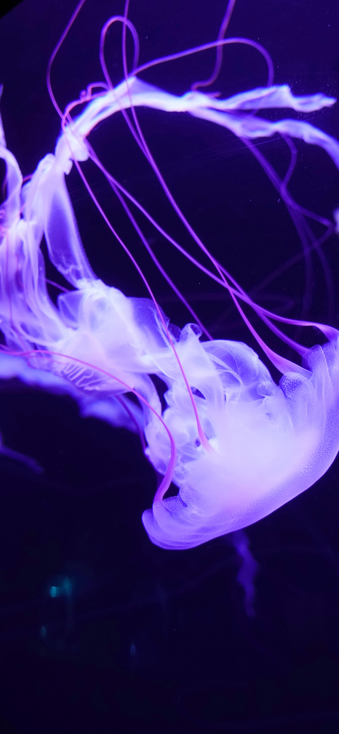 [2436×1125]水母  浮游 海洋生物 触手 苹果手机壁纸图片