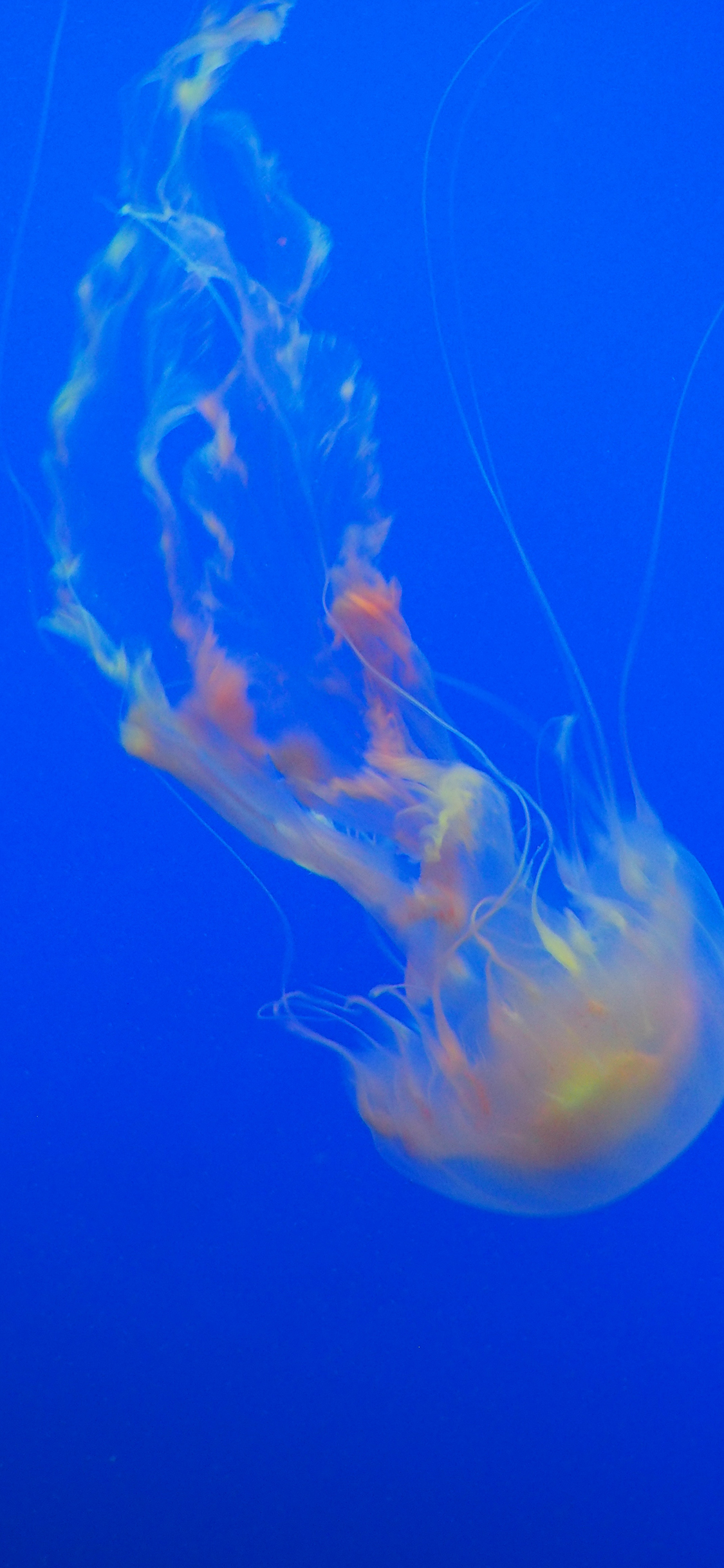[2436×1125]水母  海洋生物 海底 苹果手机壁纸图片