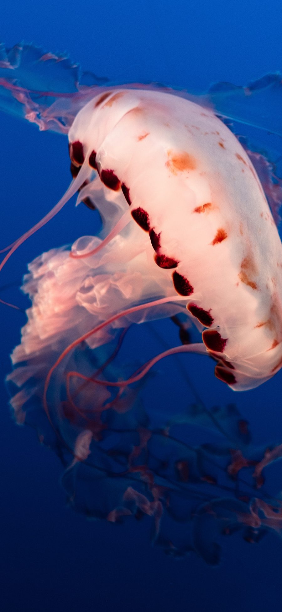 [2436×1125]水母  触手 海洋生物 浮游 苹果手机壁纸图片