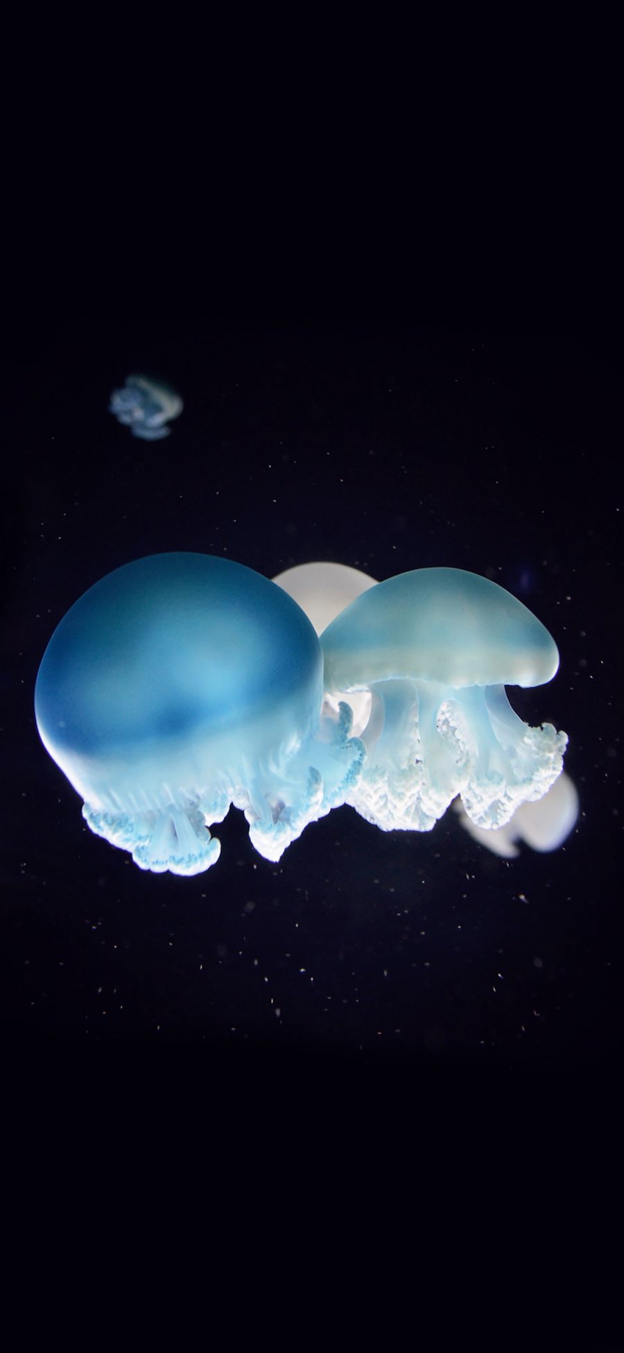 [2436×1125]水母 动物 深海 海洋 蓝 苹果手机壁纸图片