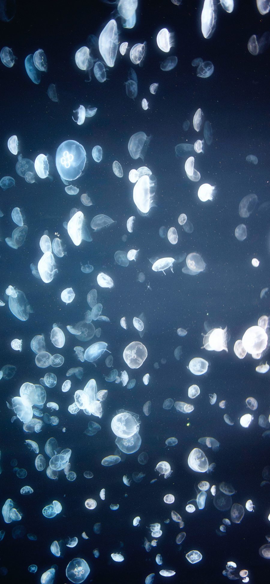 [2436×1125]水母 密集 养殖 浮游 苹果手机壁纸图片