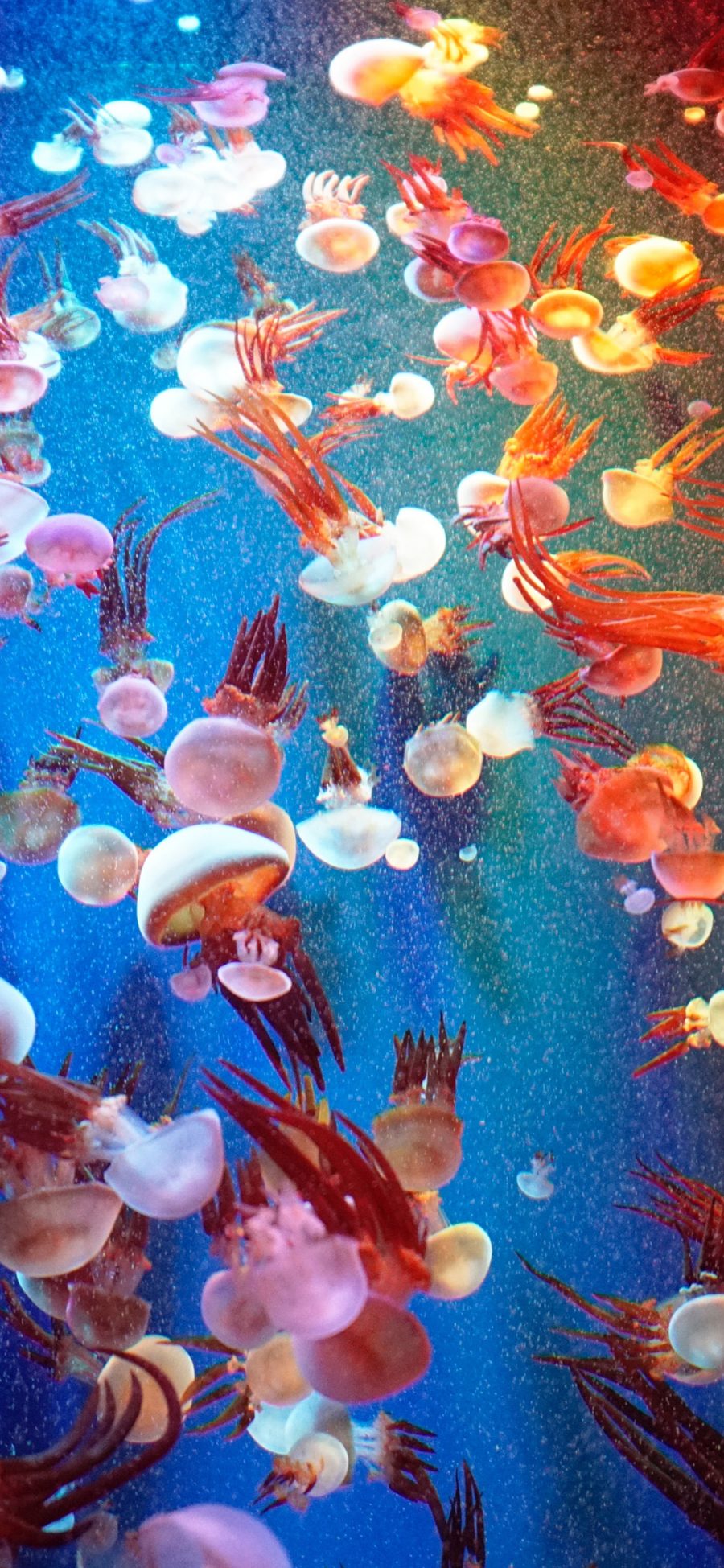 [2436×1125]水母 密集 养殖 色彩 苹果手机壁纸图片