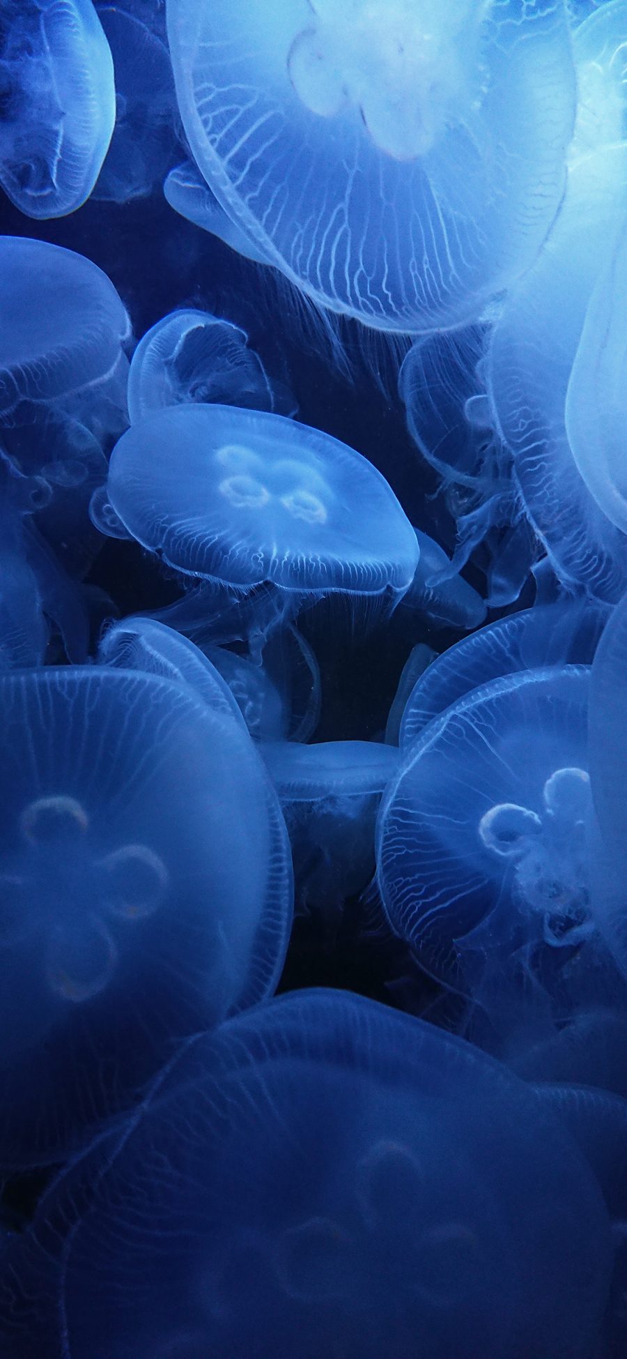 [2436×1125]水母 密集 浮游  透明 苹果手机壁纸图片