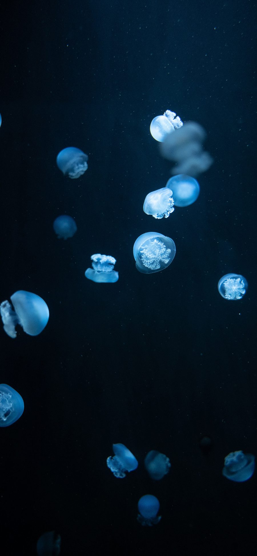 [2436×1125]水母 密集 浮游 透明 苹果手机壁纸图片