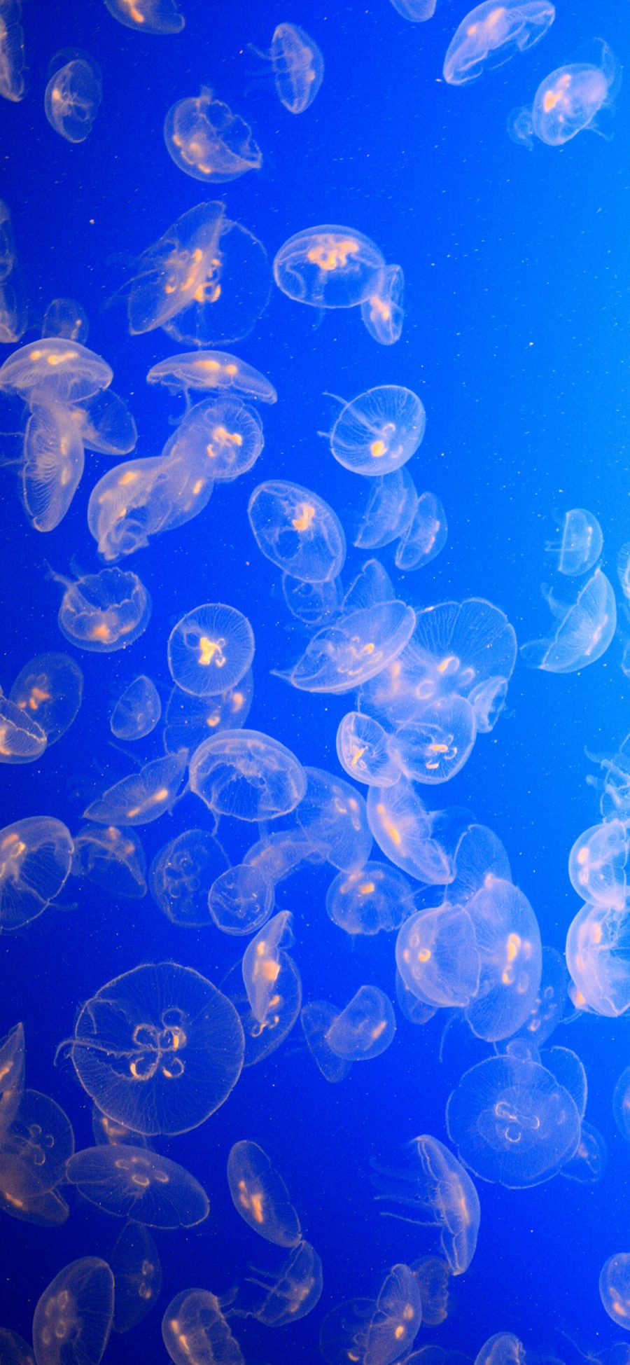 [2436×1125]水母 密集 海洋生物 浮游 唯美 苹果手机壁纸图片