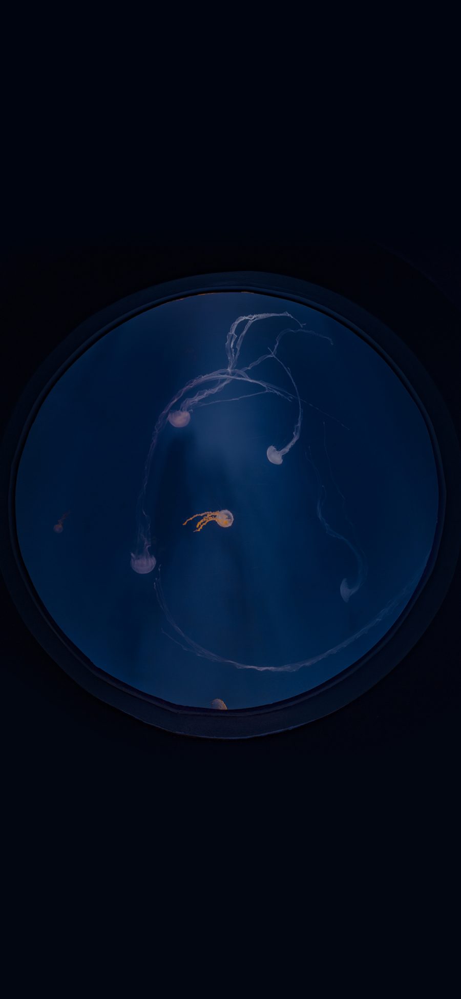 [2436×1125]水母 水族 养殖 蓝色 海洋生物 圆形 苹果手机壁纸图片