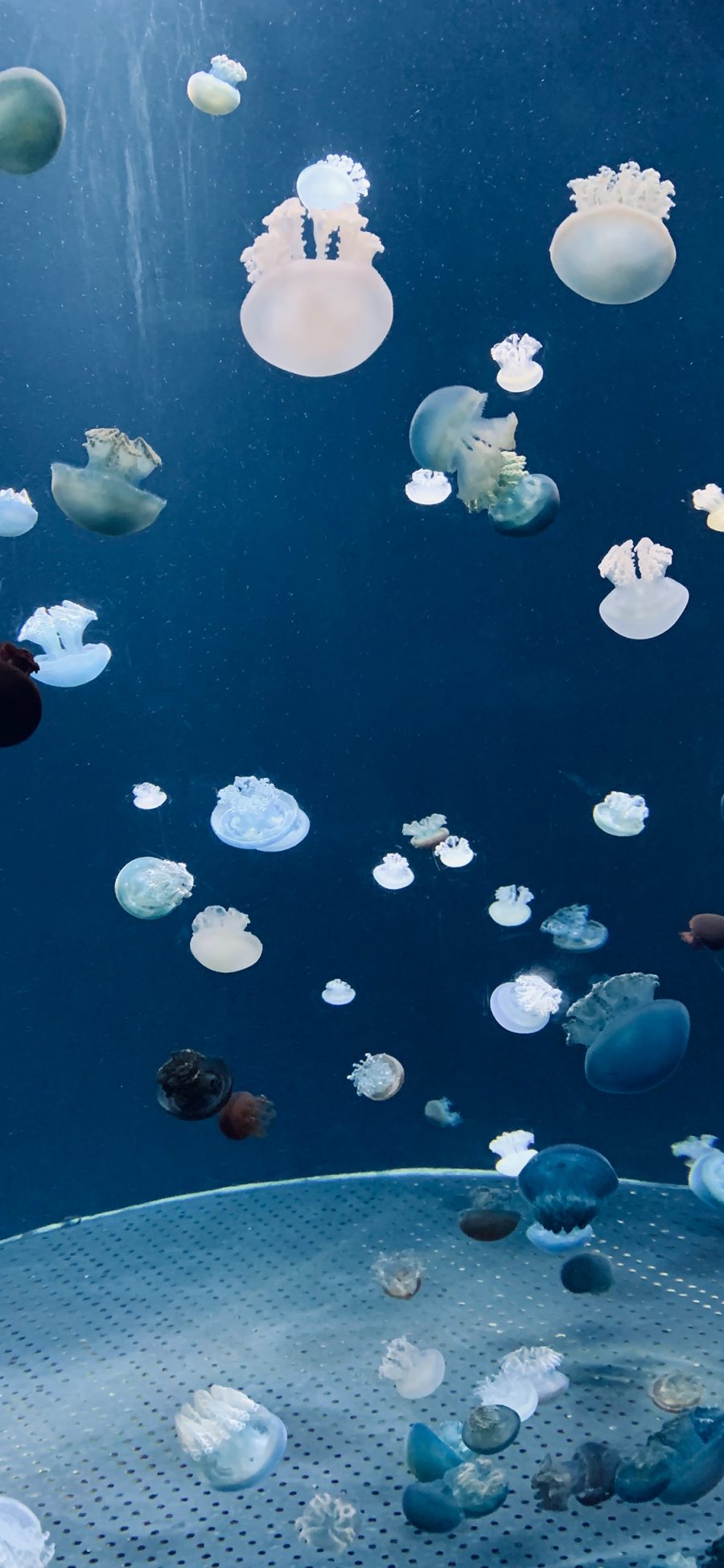 [2436×1125]水母 水族馆 浮游 海水 苹果手机壁纸图片