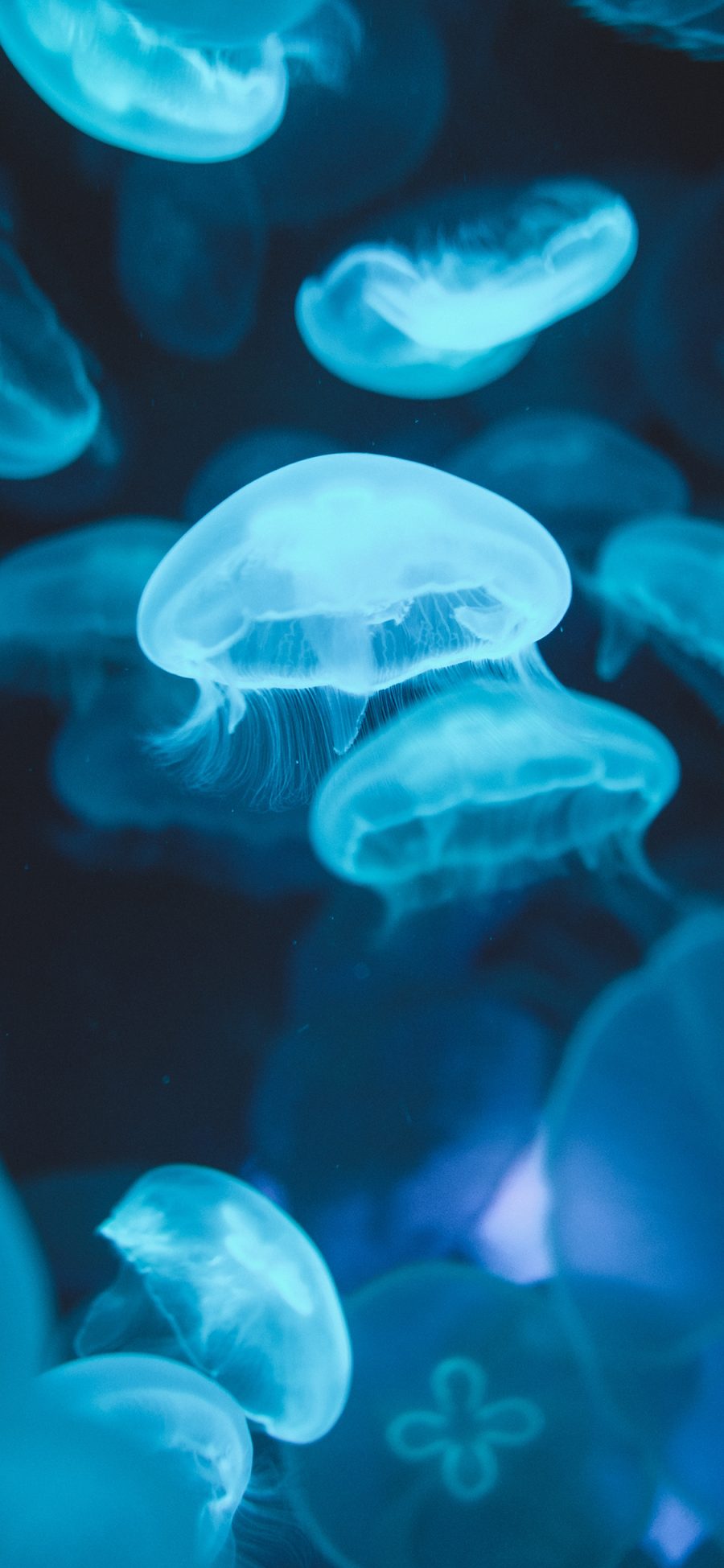 [2436×1125]水母 浮游 密集 透明 海蜇 苹果手机壁纸图片