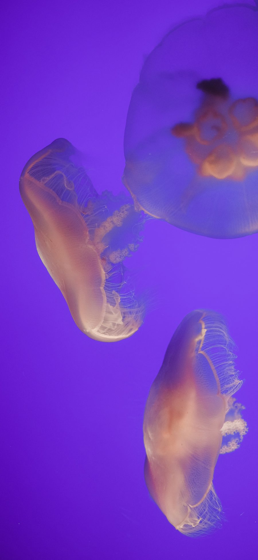 [2436×1125]水母 浮游 海洋 透明 苹果手机壁纸图片