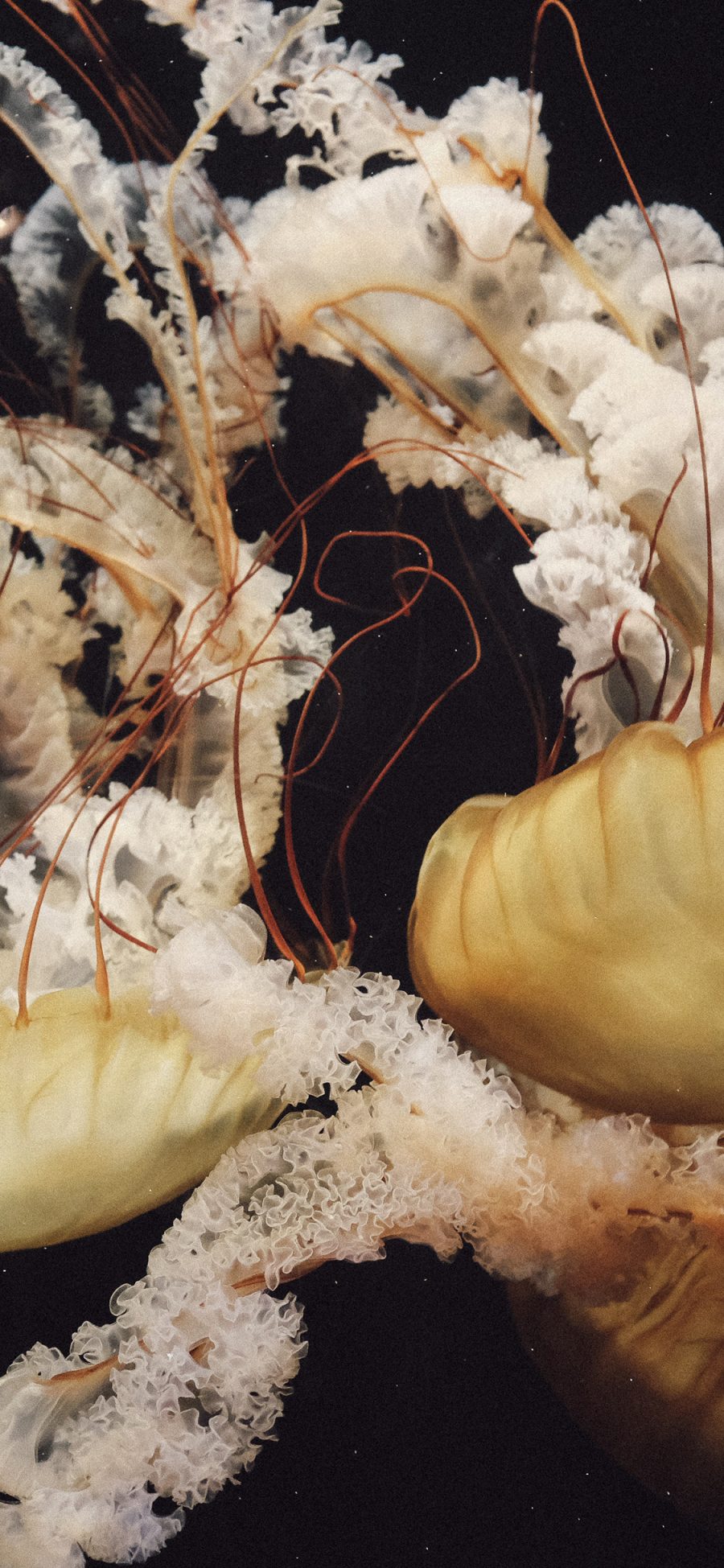[2436×1125]水母 浮游 海洋生物 苹果手机壁纸图片
