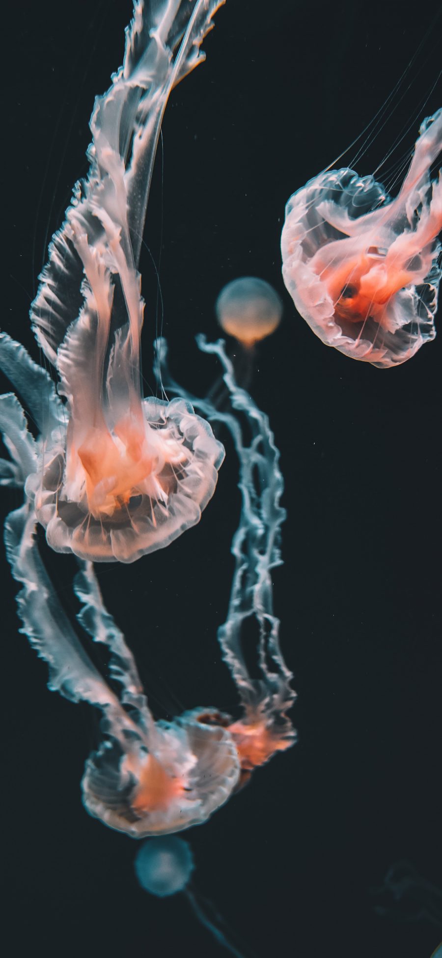 [2436×1125]水母 浮游 海洋生物 唯美 苹果手机壁纸图片