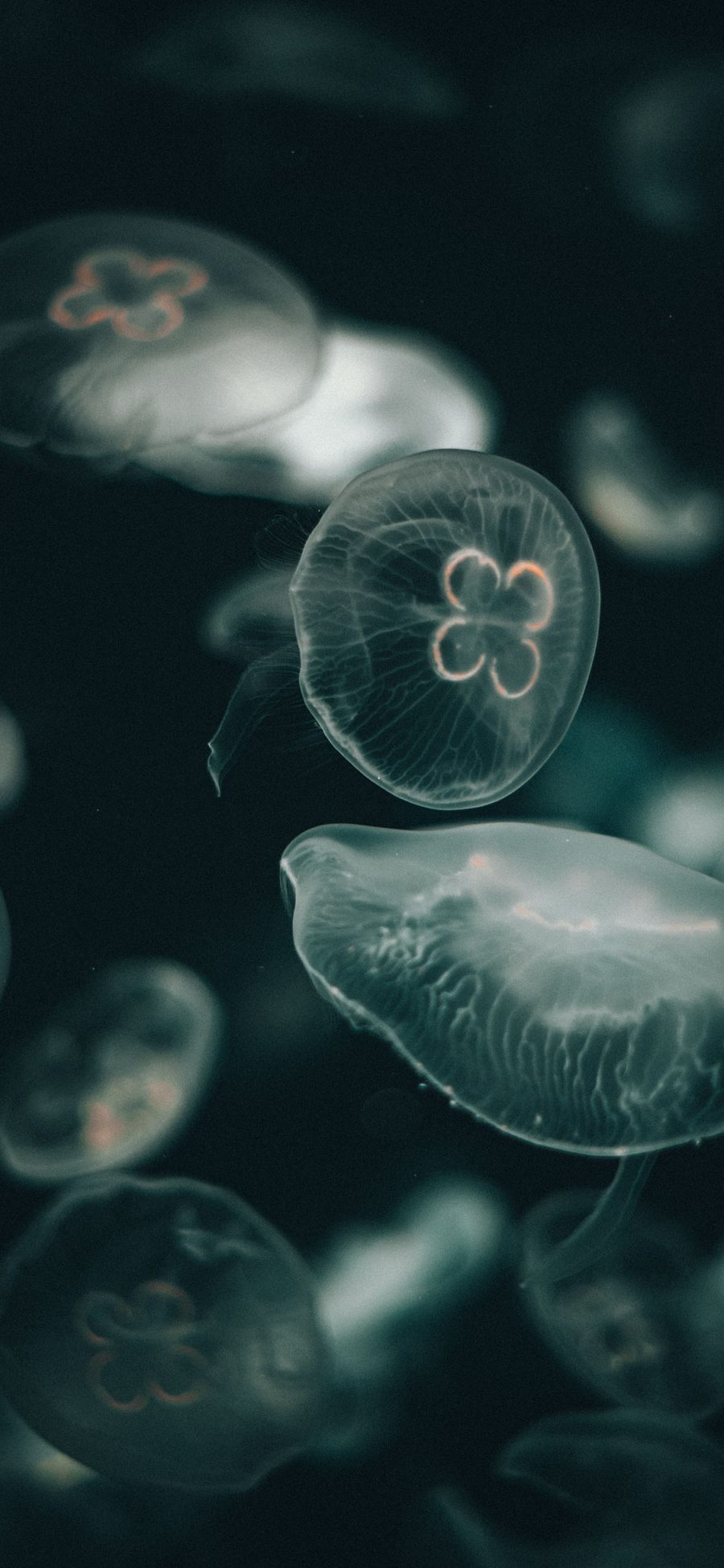 [2436×1125]水母 浮游 海洋生物 密集 苹果手机壁纸图片