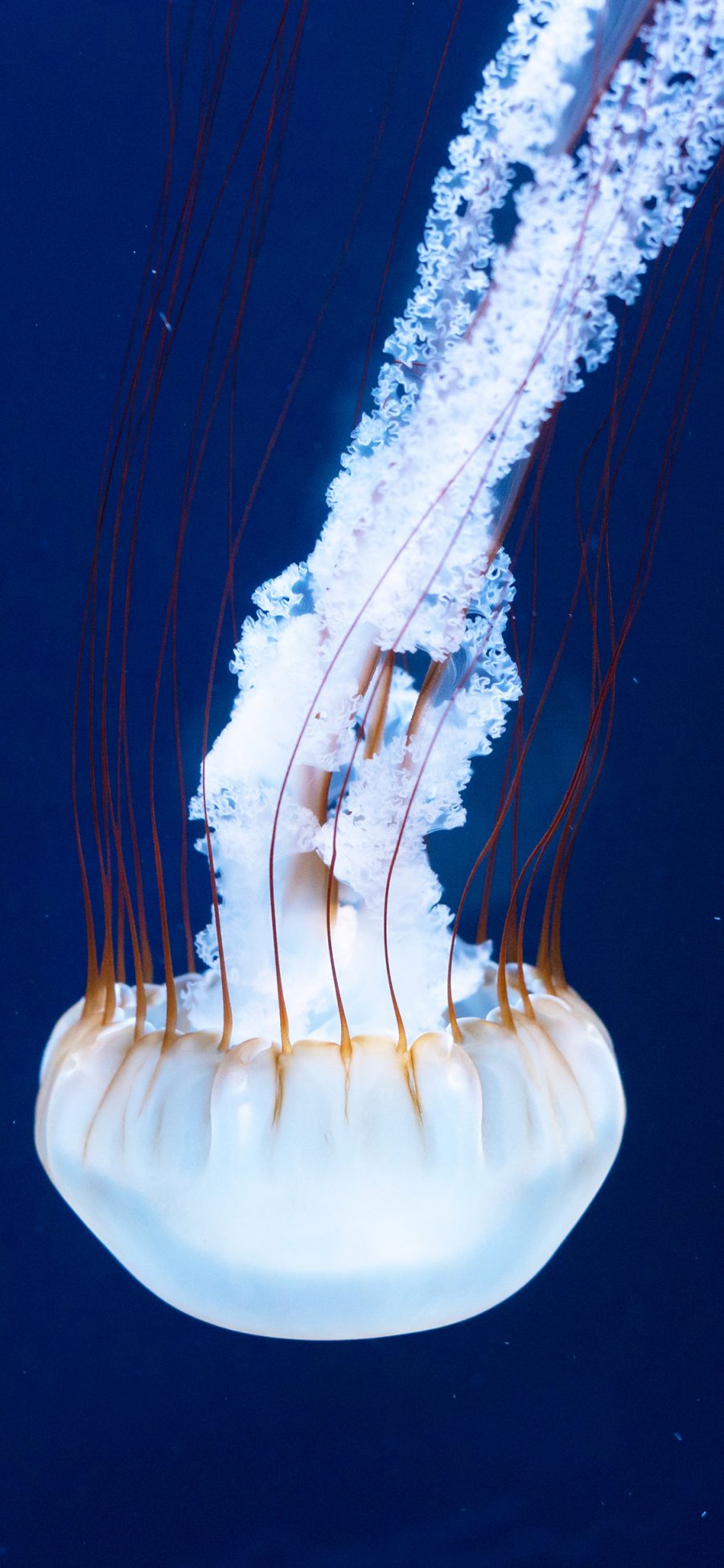 [2436×1125]水母 浮游 海洋生物 洁白 苹果手机壁纸图片