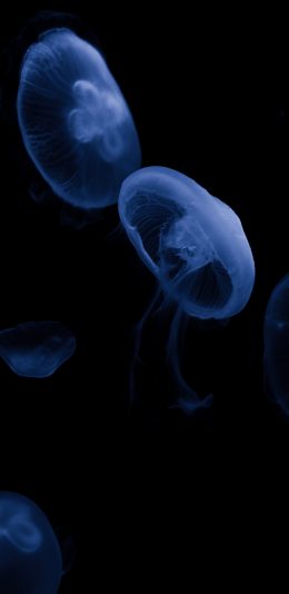 [2436x1125]水母 浮游 海洋生物 海底 苹果手机壁纸图片