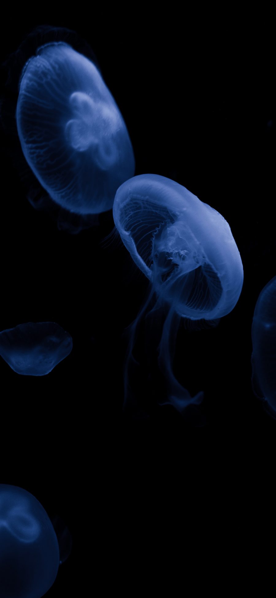 [2436×1125]水母 浮游 海洋生物 海底 苹果手机壁纸图片