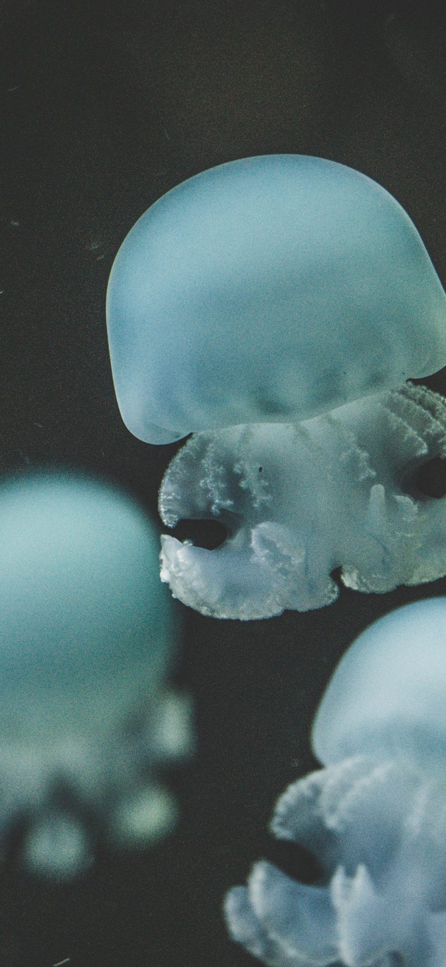 [2436×1125]水母 浮游 海洋生物 漂浮 苹果手机壁纸图片