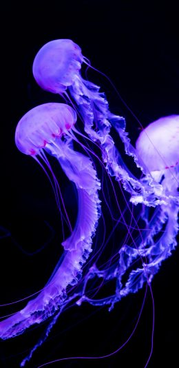 [2436x1125]水母 浮游 海洋生物 荧光 苹果手机壁纸图片