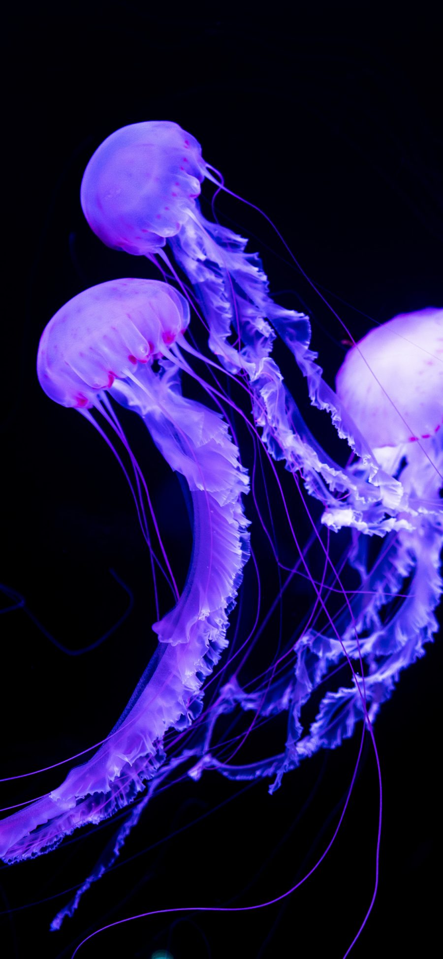 [2436×1125]水母 浮游 海洋生物 荧光 苹果手机壁纸图片