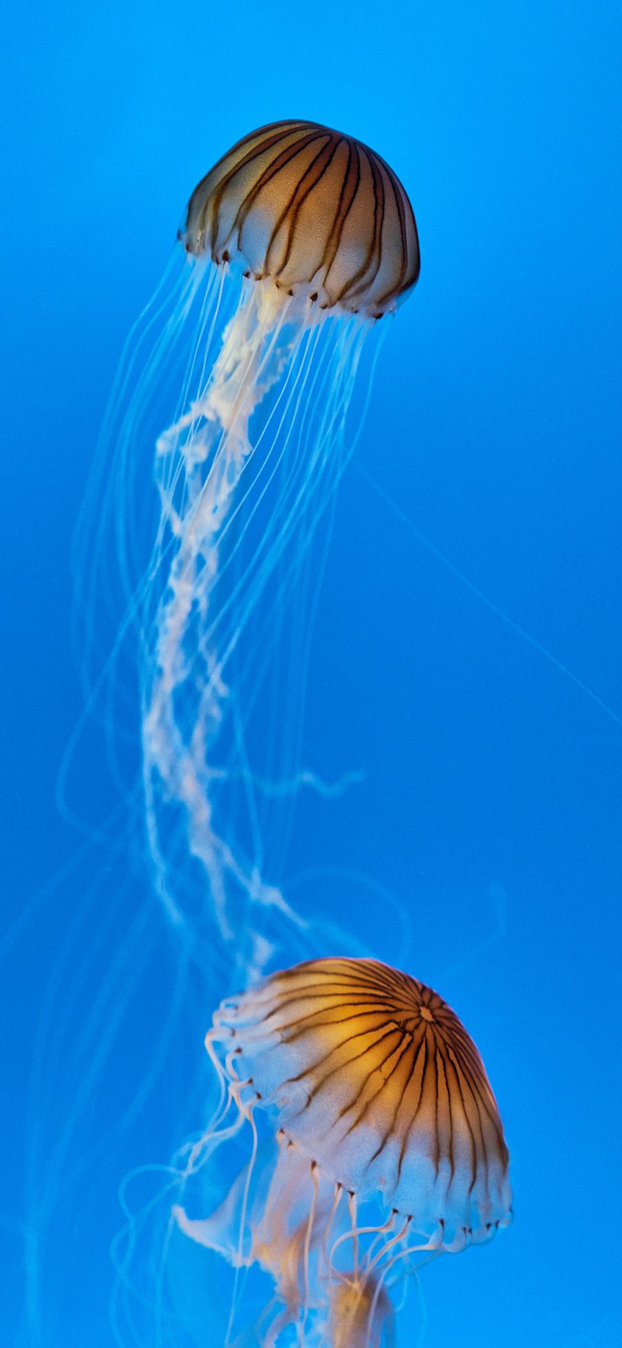 [2436×1125]水母 浮游 海洋生物 触手 苹果手机壁纸图片