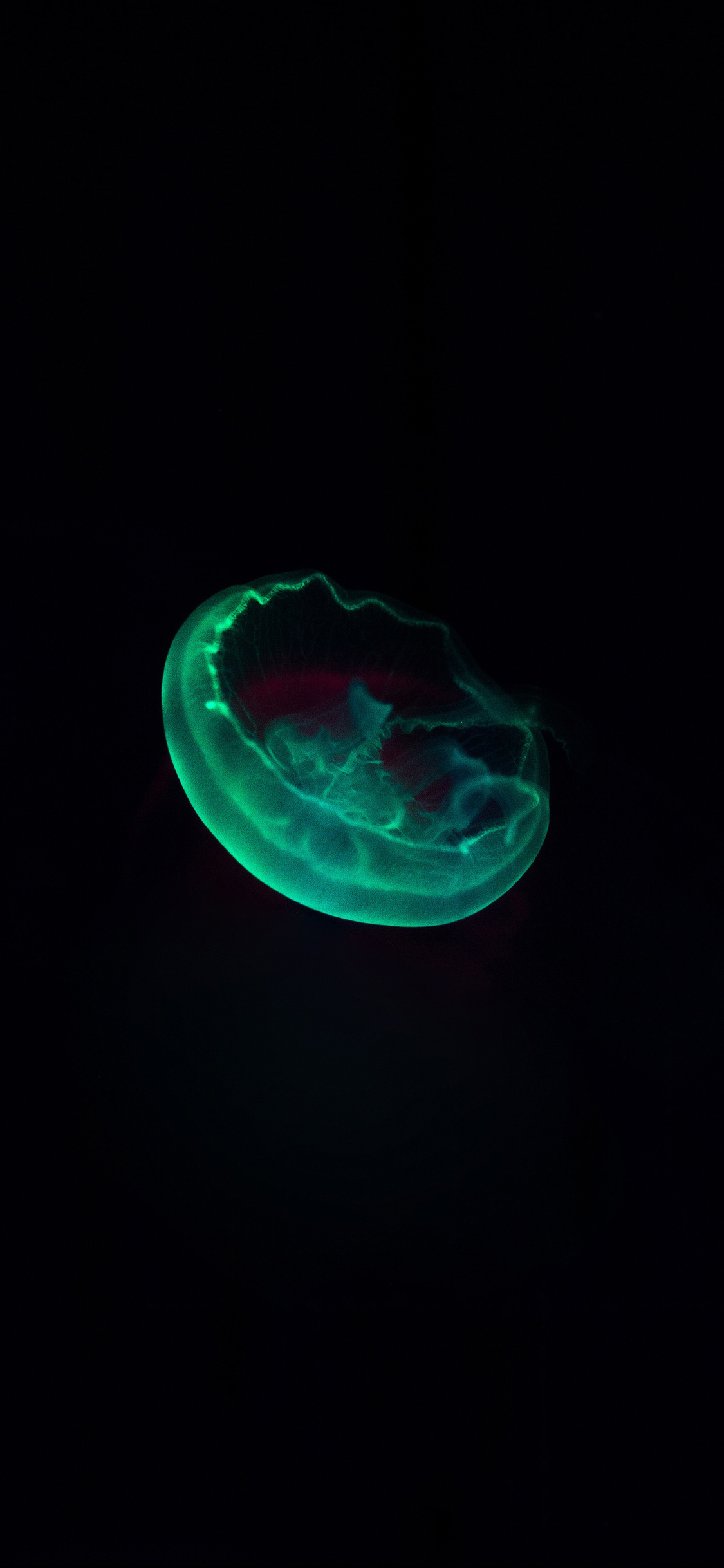 [2436×1125]水母 浮游 海洋生物 透明 苹果手机壁纸图片
