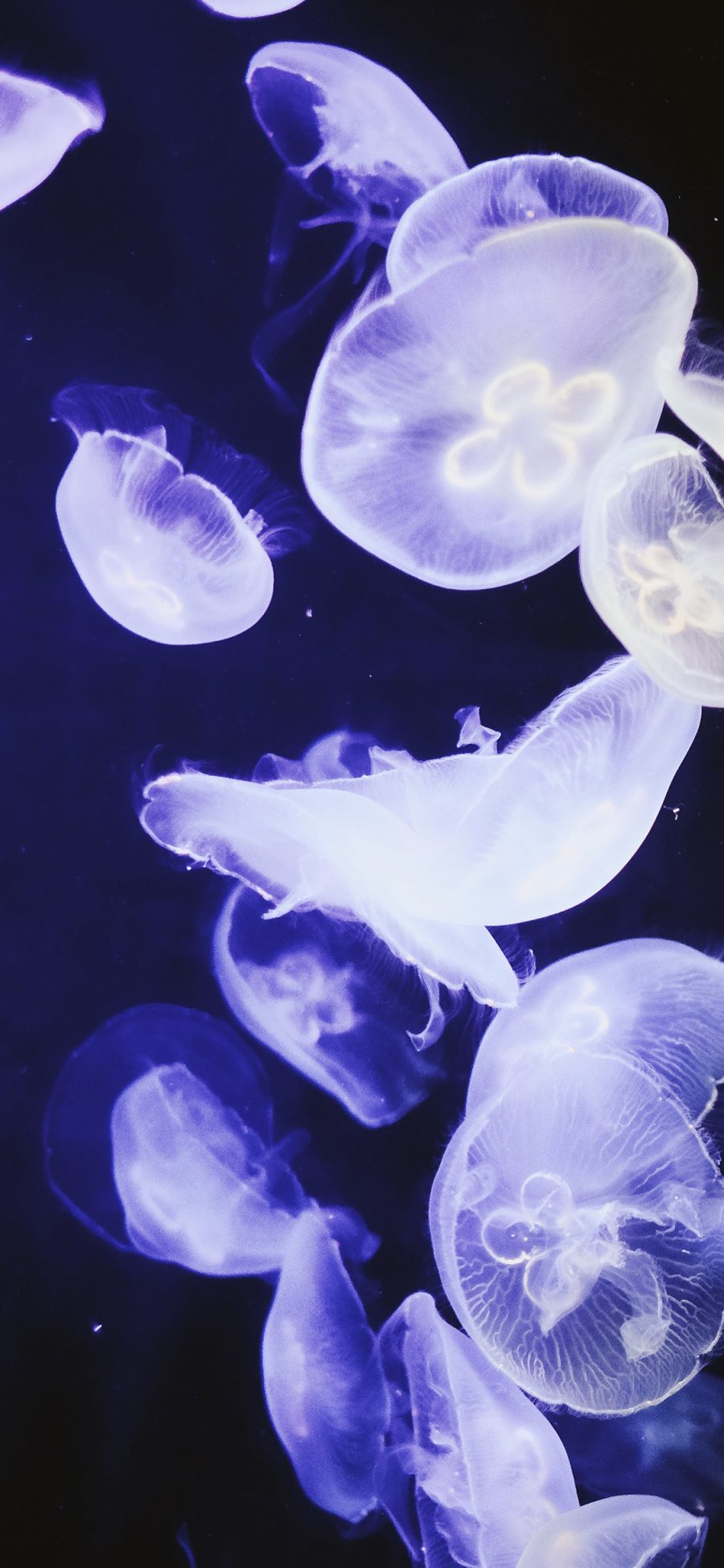 [2436×1125]水母 浮游 群体 荧光 苹果手机壁纸图片