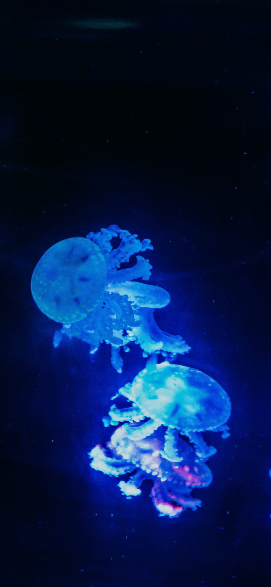 [2436×1125]水母 浮游 荧光 海洋生物 苹果手机壁纸图片