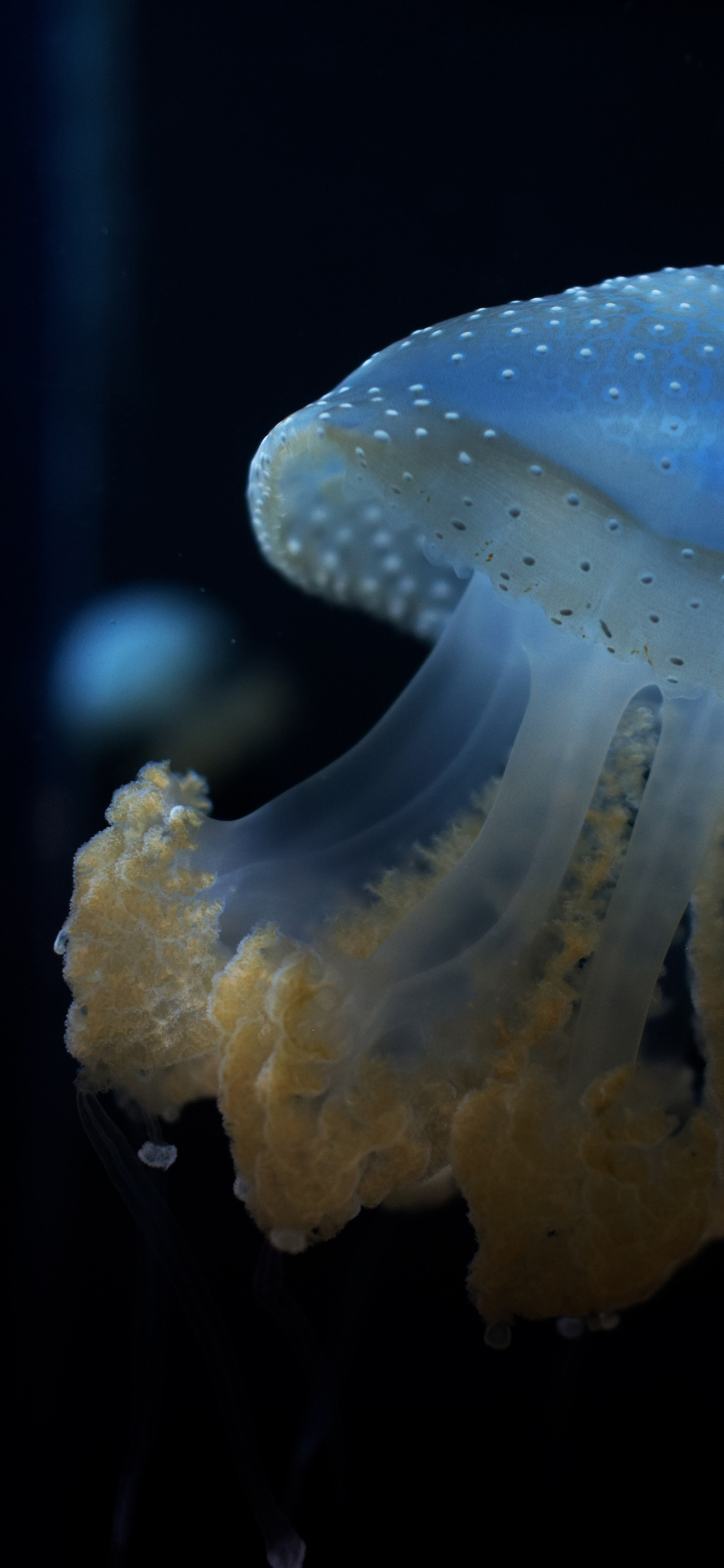 [2436×1125]水母 浮游 触手 苹果手机壁纸图片
