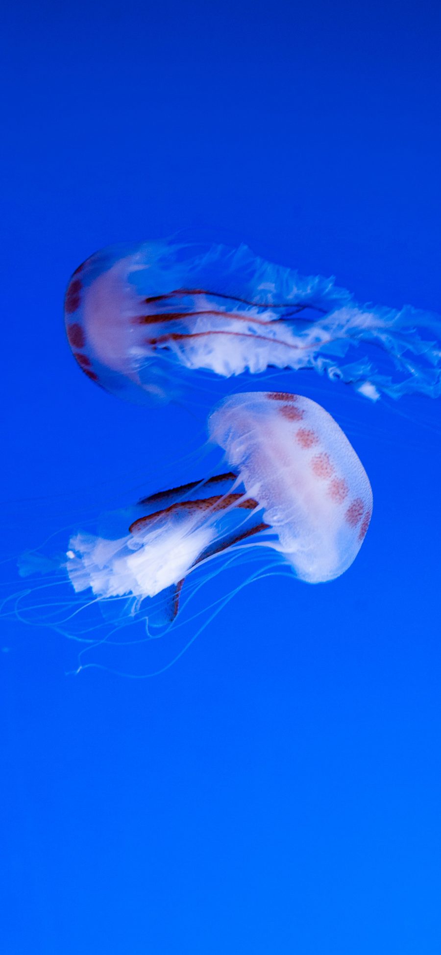 [2436×1125]水母 浮游 触手 海洋生物 苹果手机壁纸图片