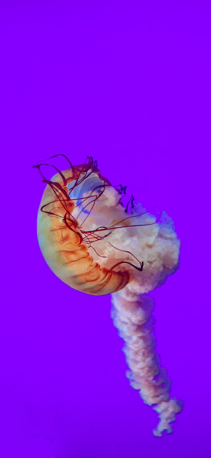 [2436×1125]水母 浮游 触手 紫 苹果手机壁纸图片