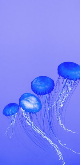[2436x1125]水母 浮游 触手 透明 海洋生物 苹果手机壁纸图片